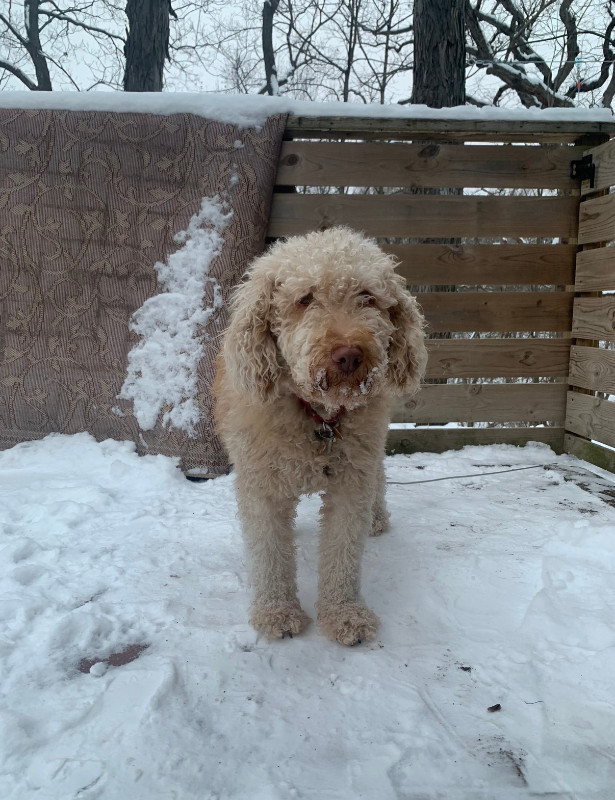 My dog in the snow