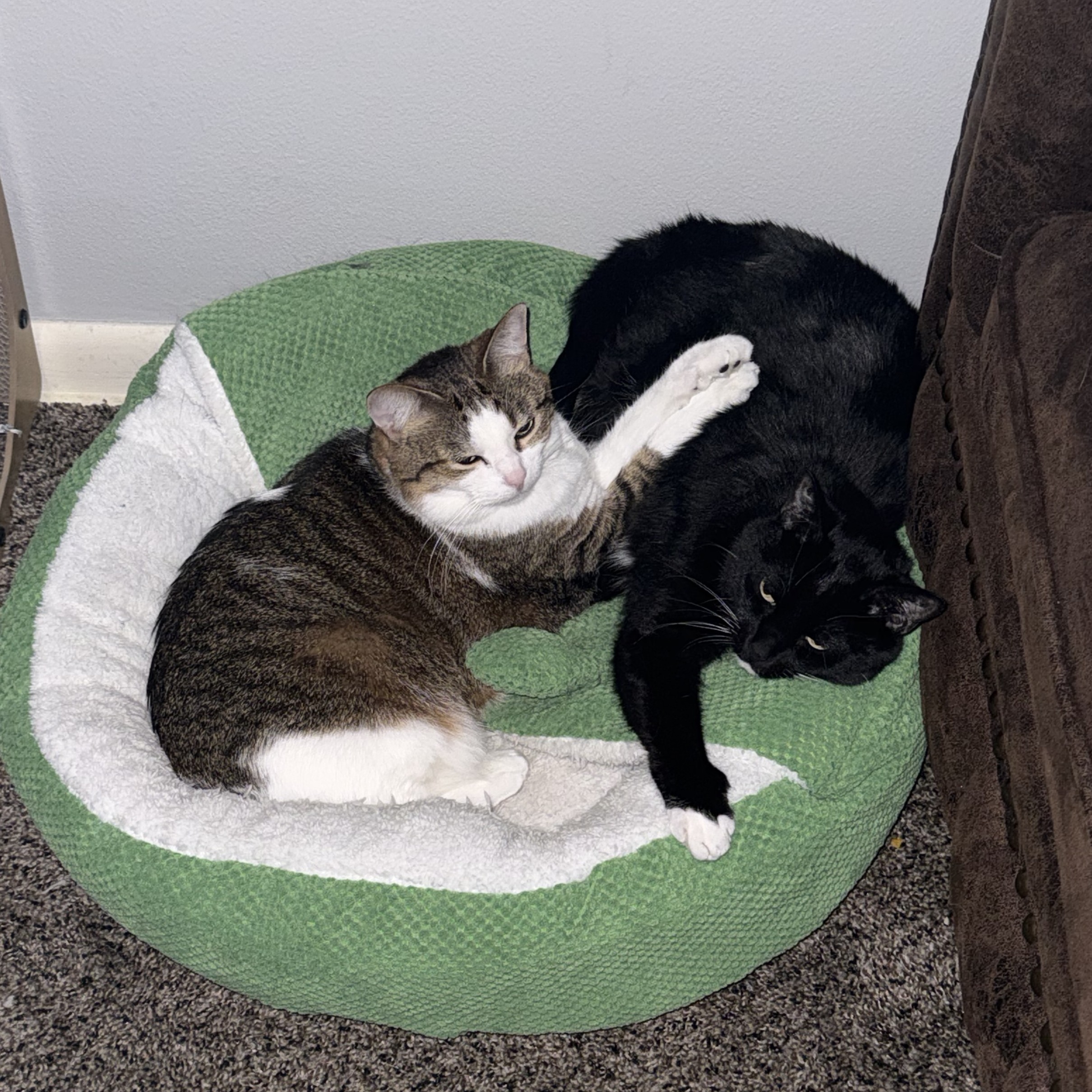 two cats cuddling