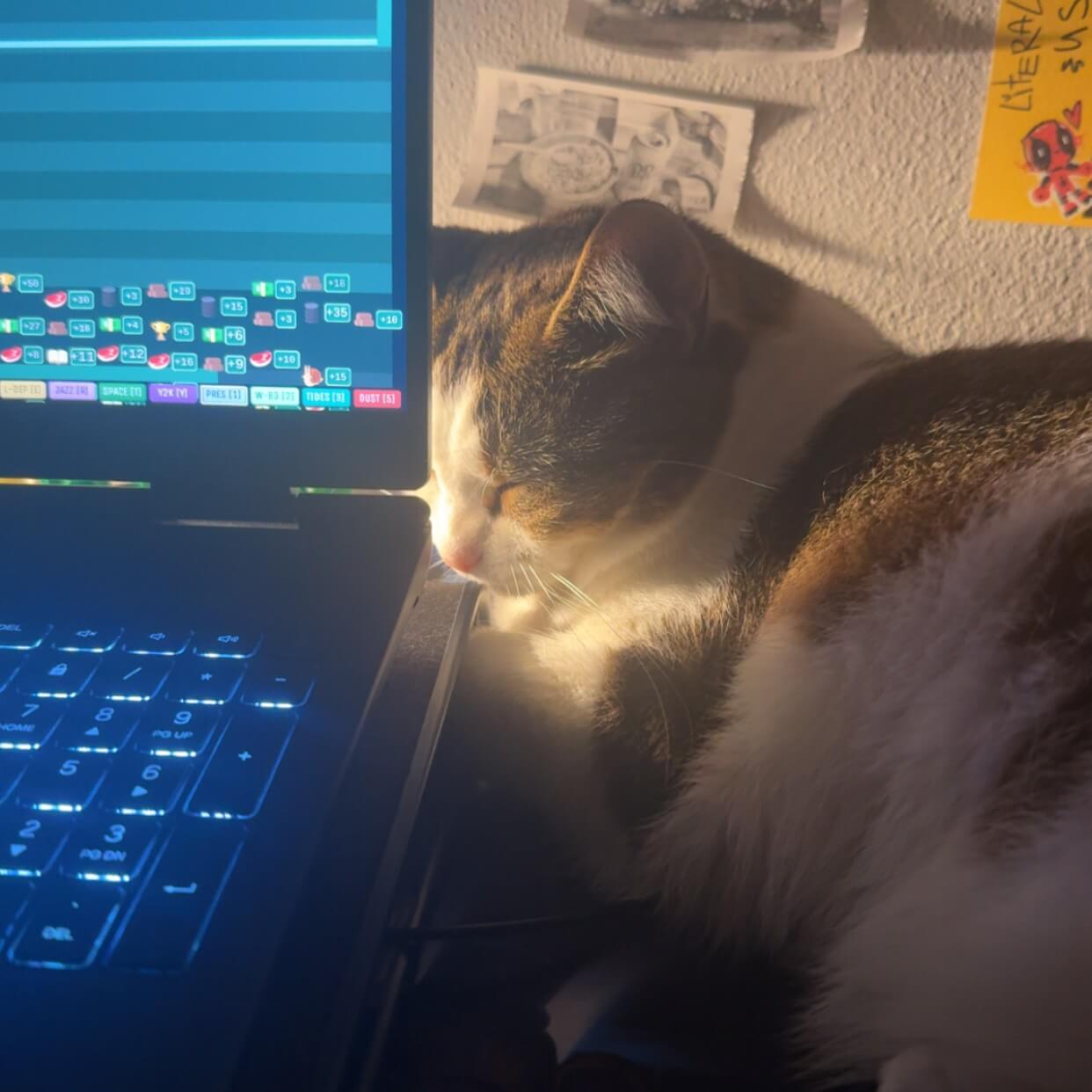cat laying against a laptop