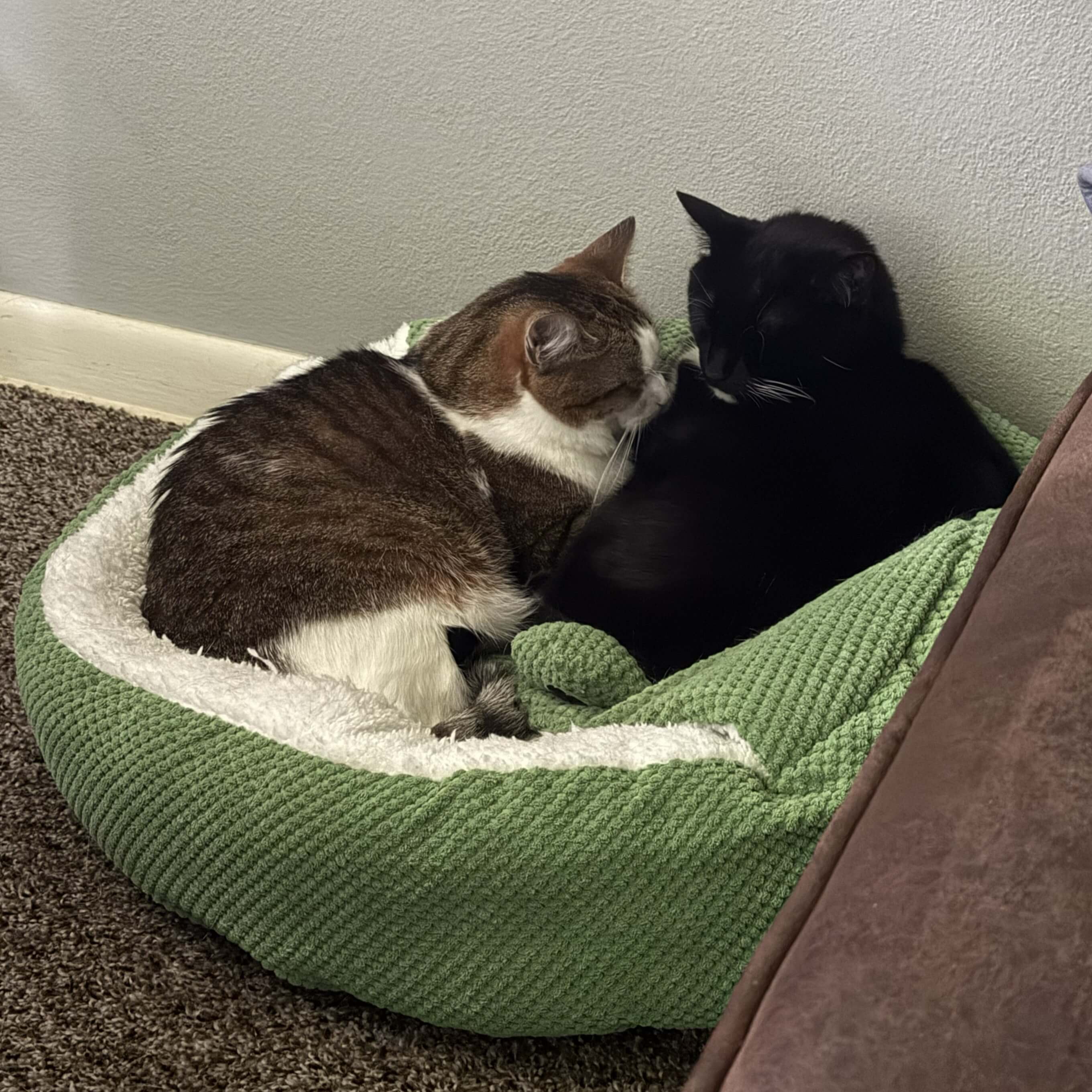 two cats cuddling