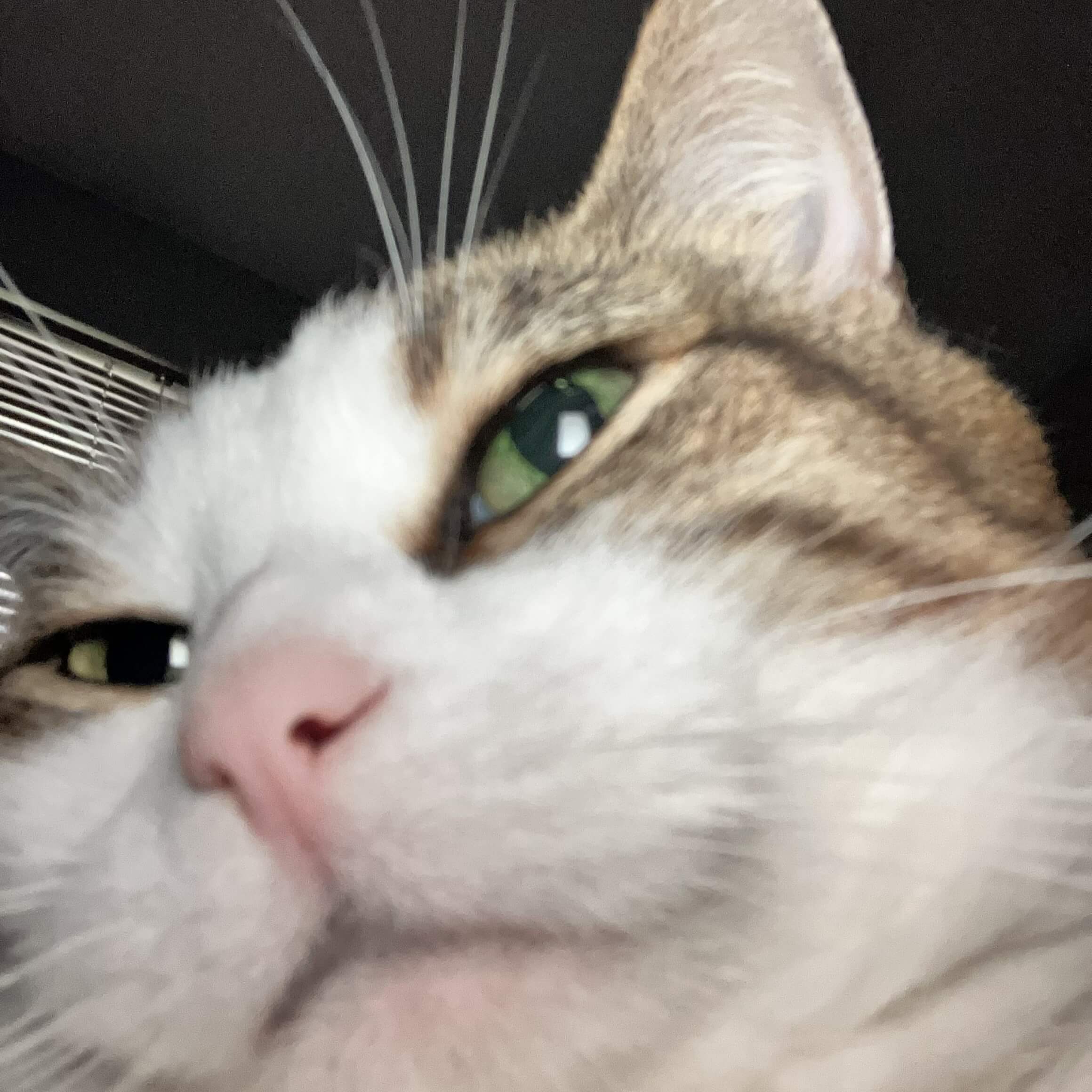 close up of a cat