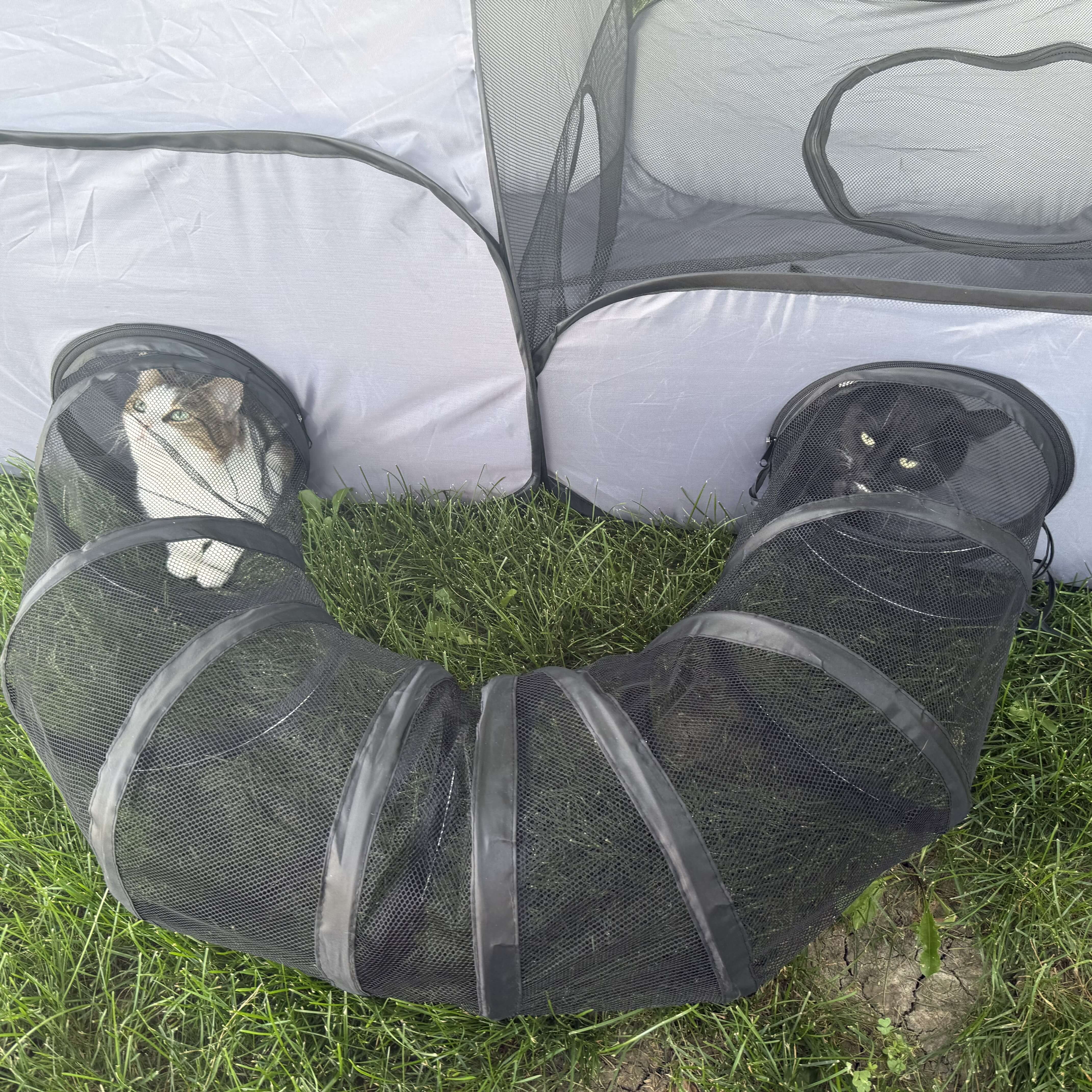 two cats outside