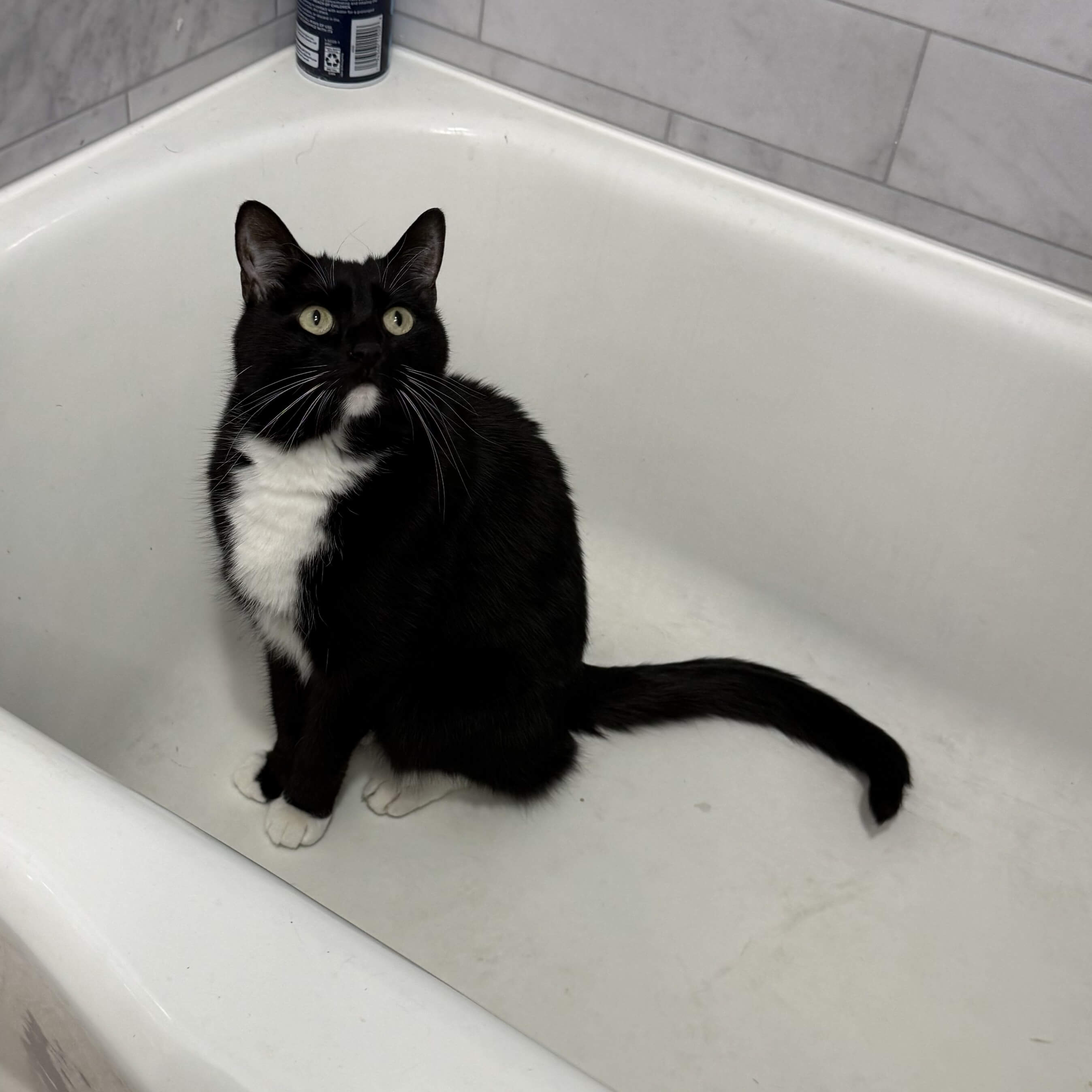 cat in a bathtub