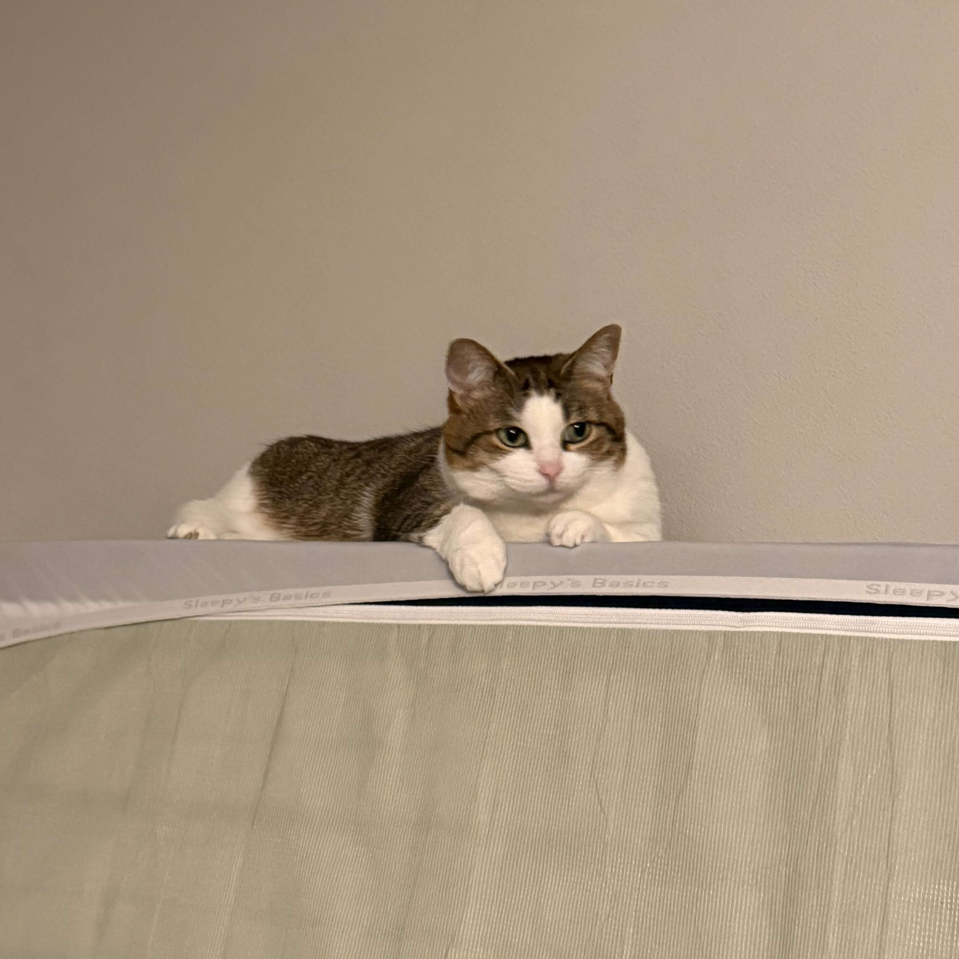cat on a bed against the wall