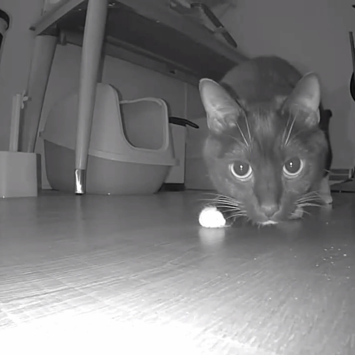 cat approaching hidden camera