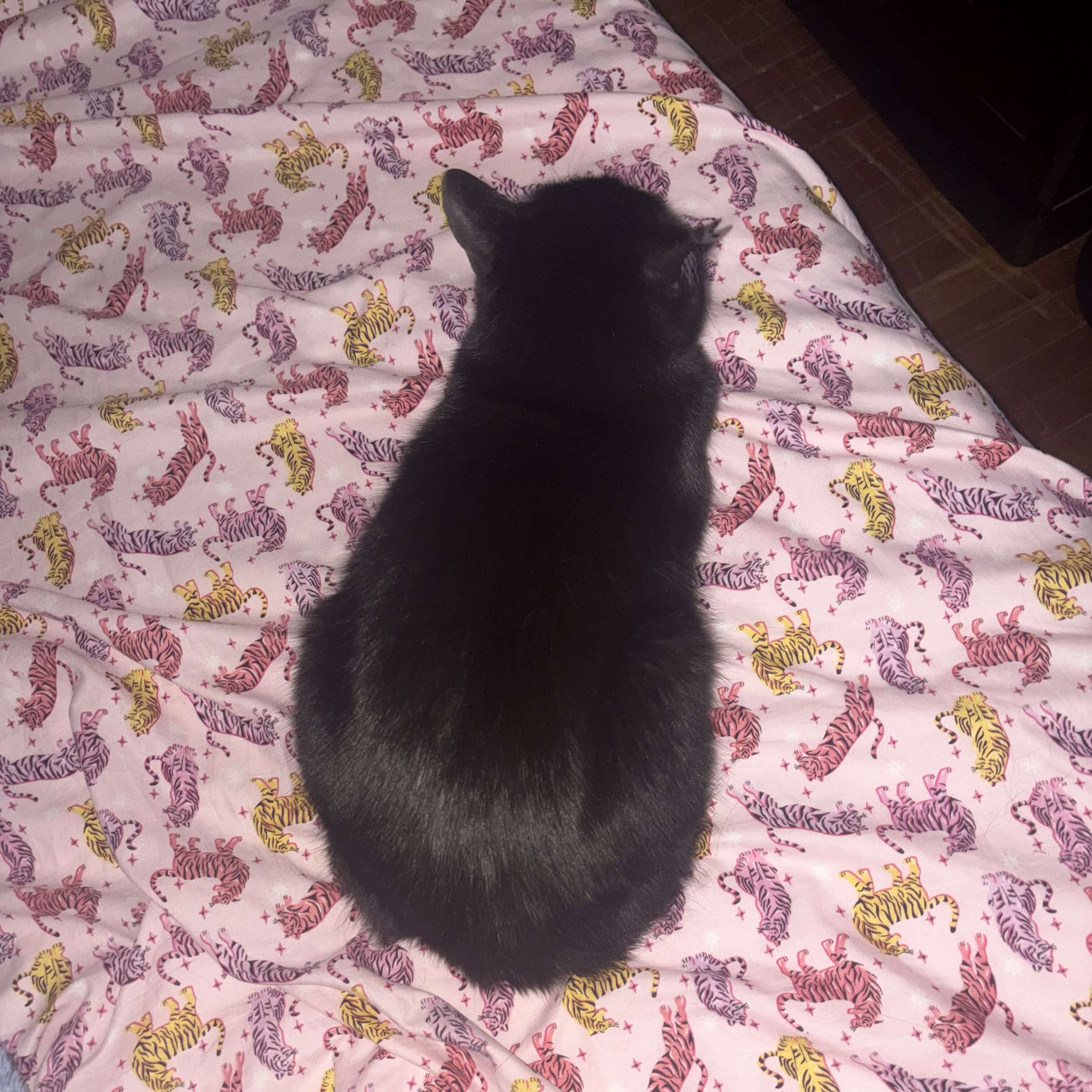 cat on a bed