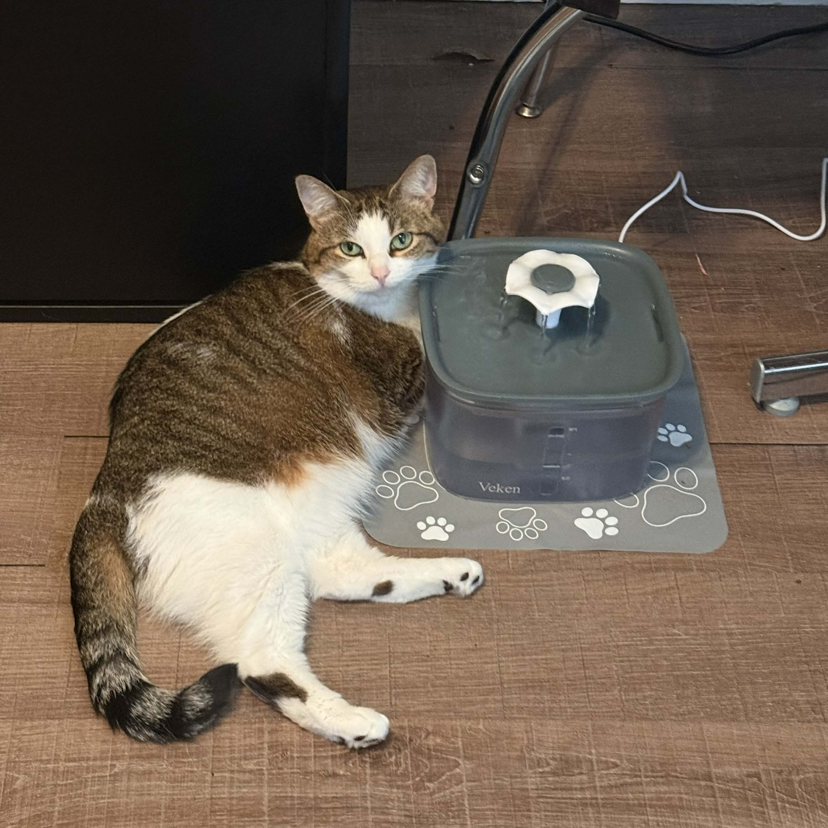 cat laying on water fountain