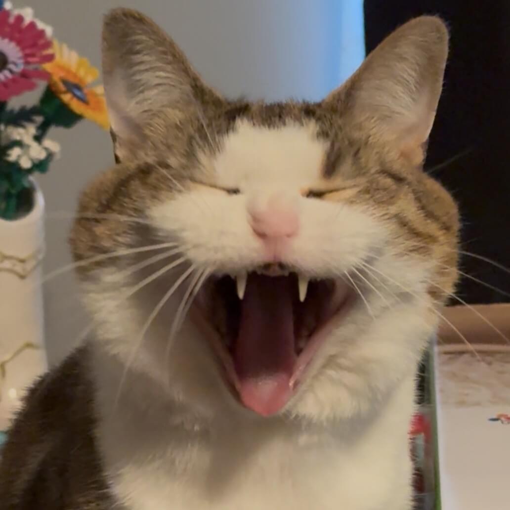 cat yawnig