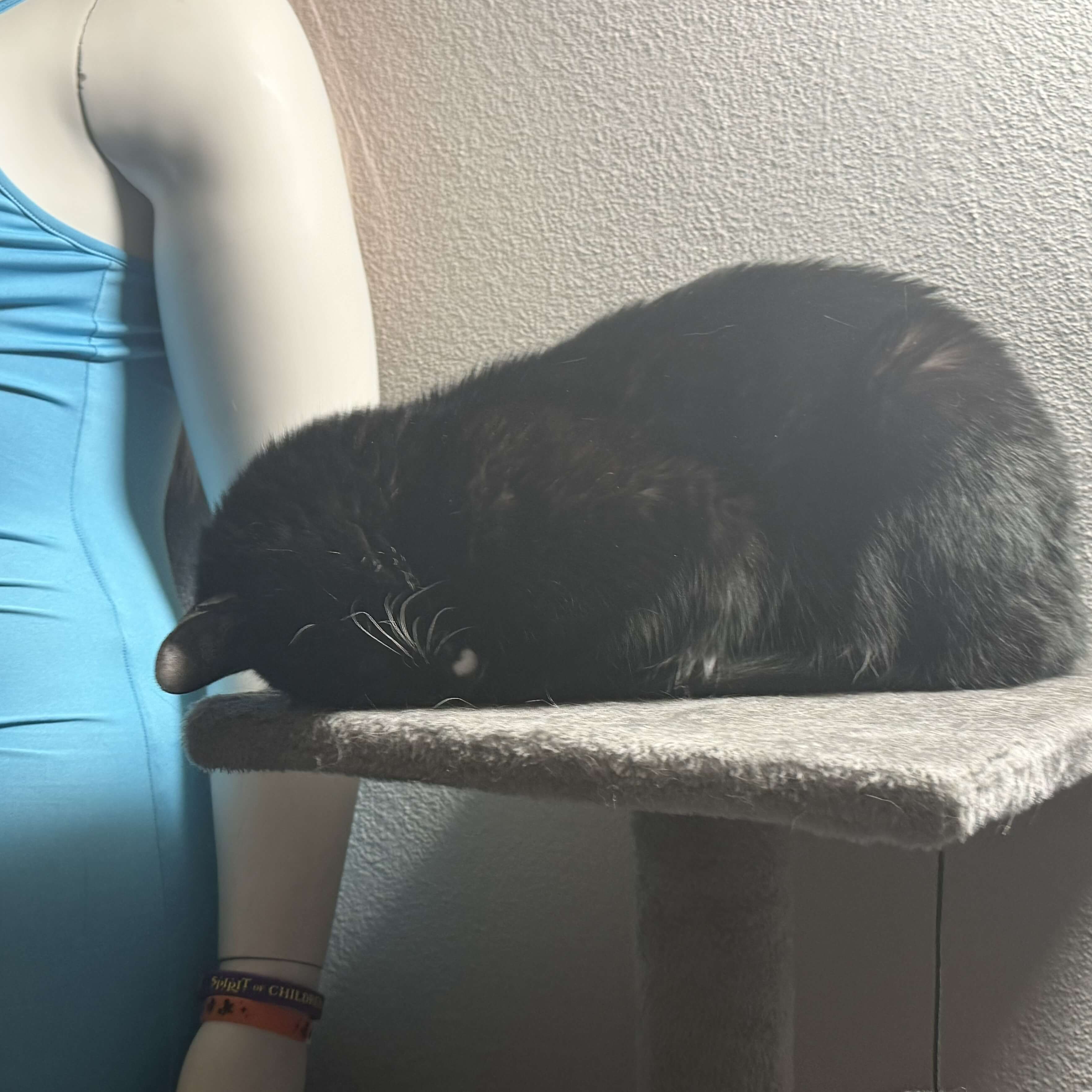 cat sleeping face down