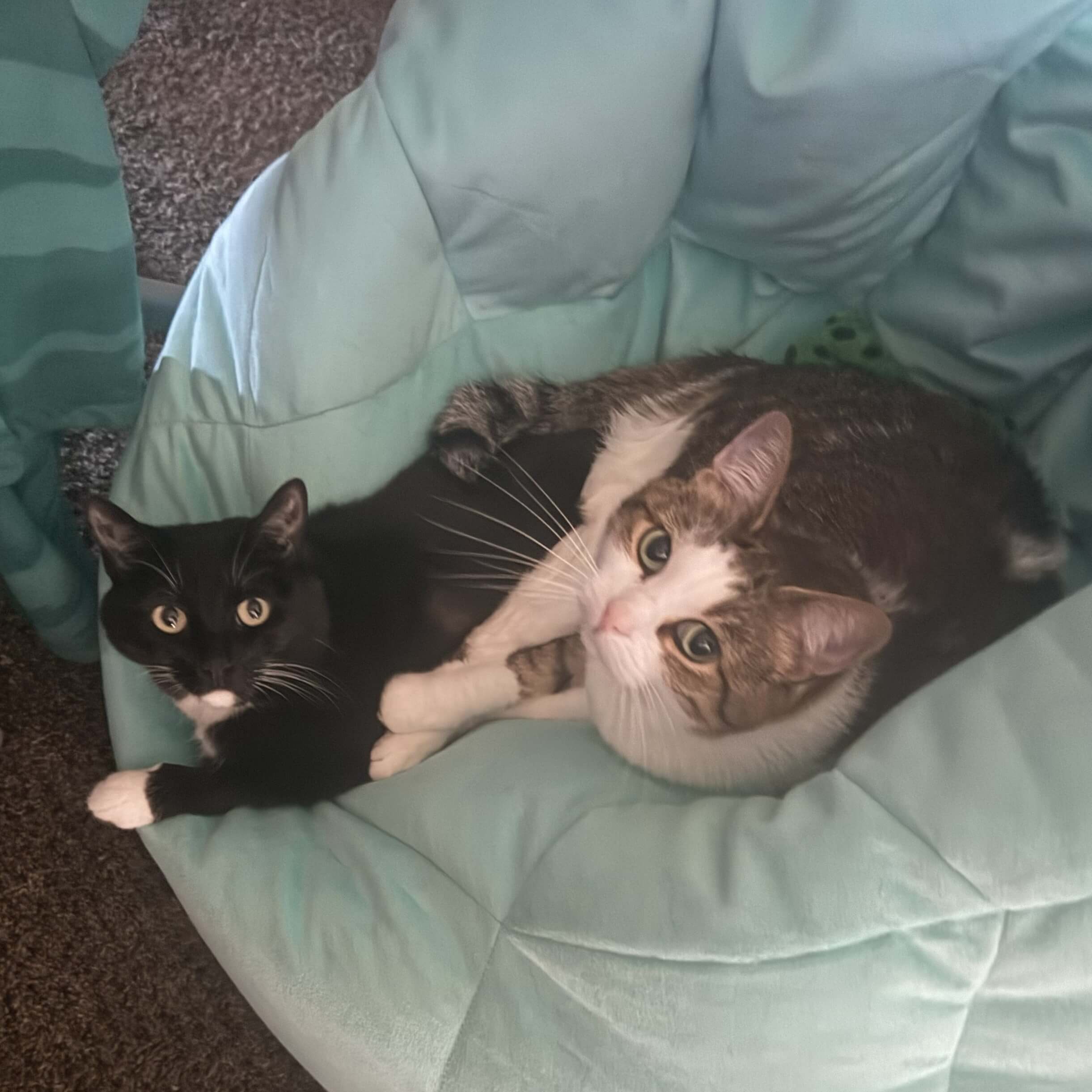 two cats looking at camera