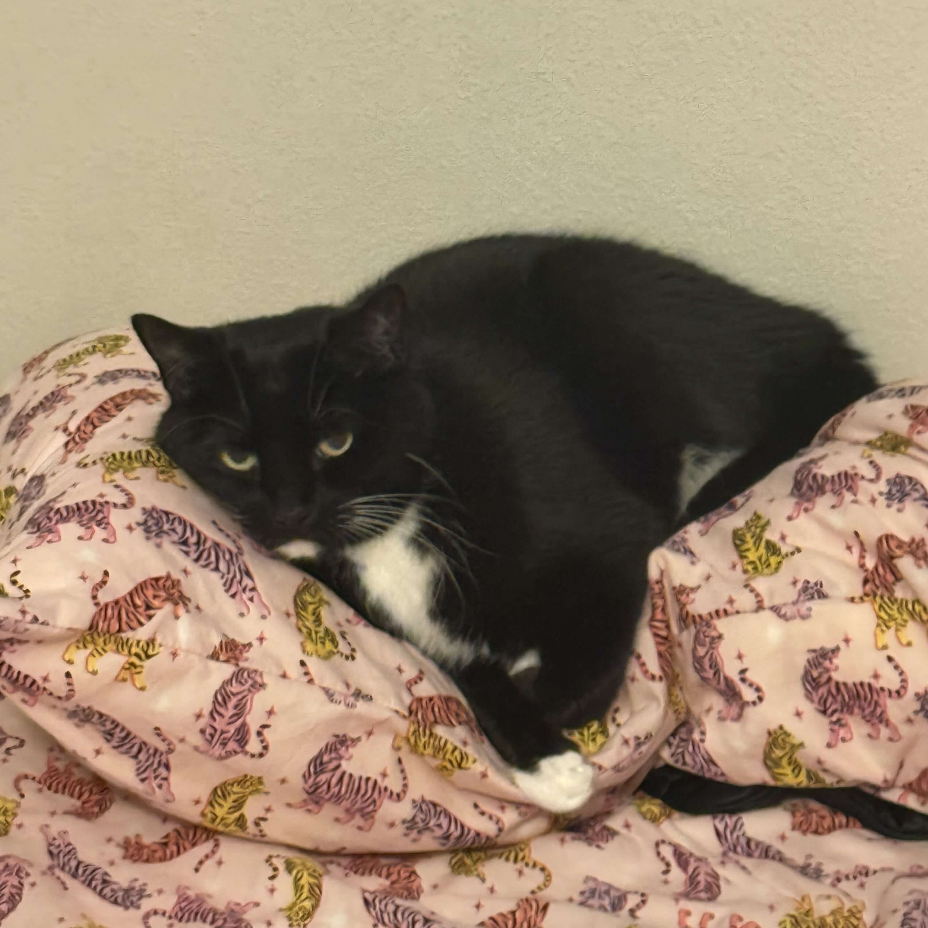cat laying on a pillow