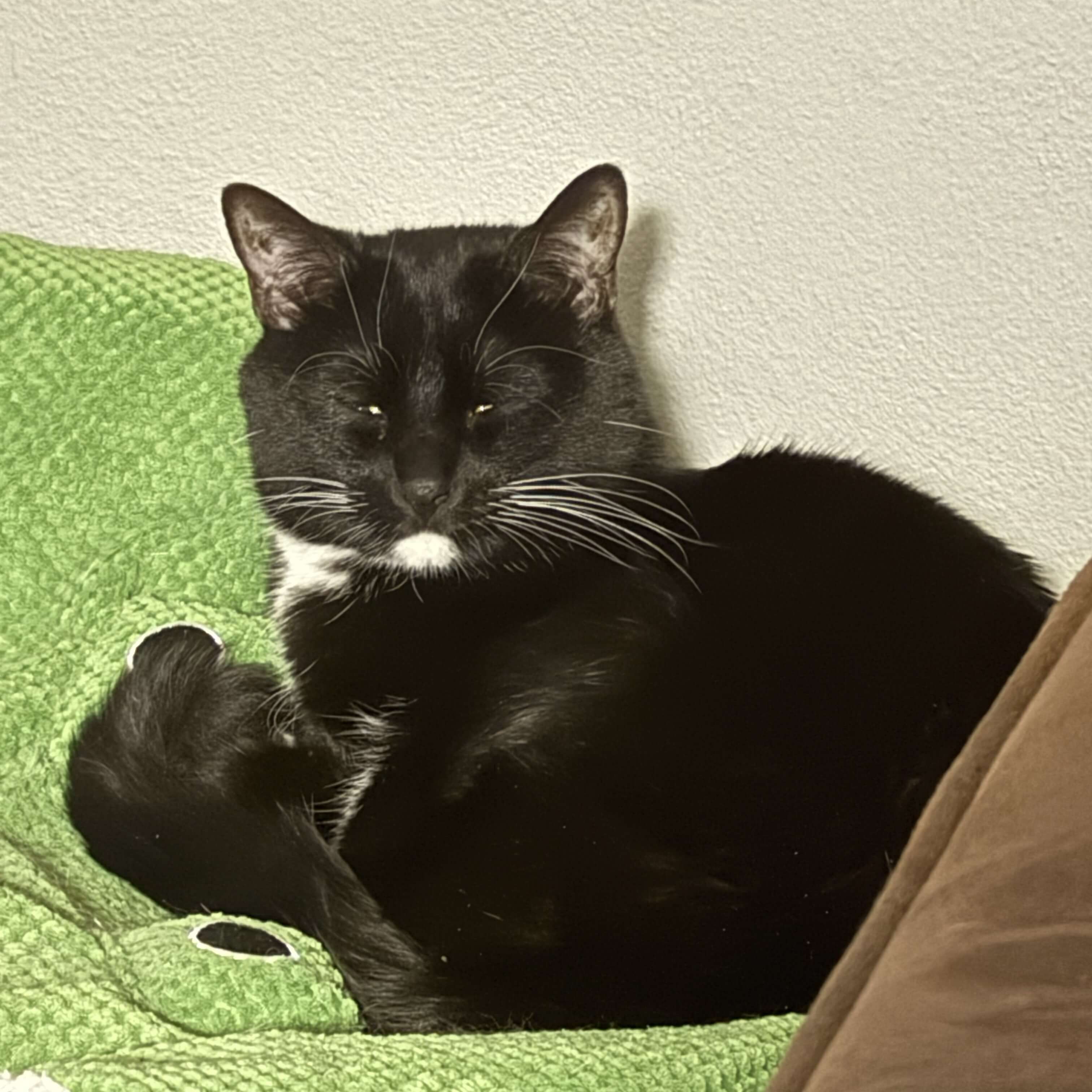 cat squinting