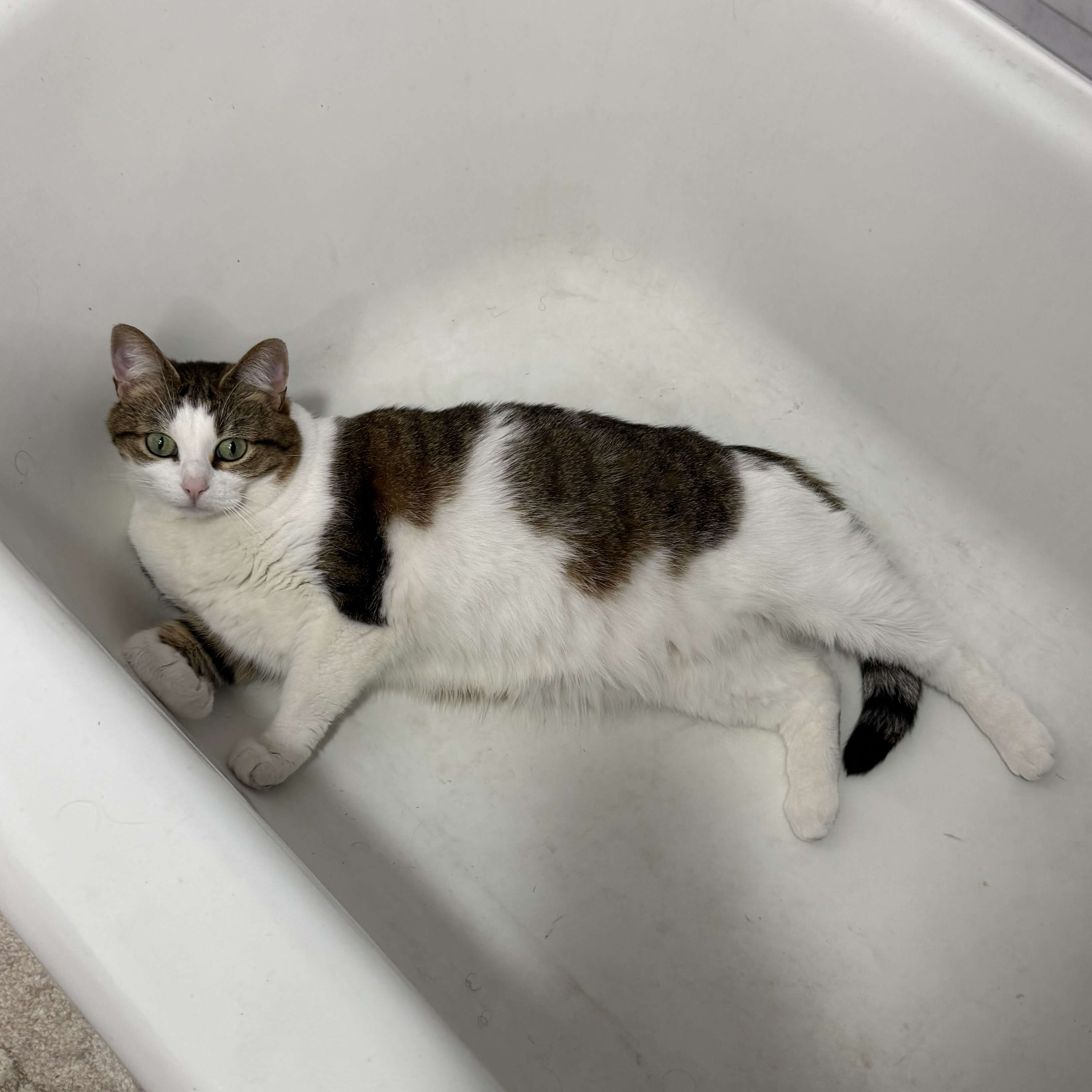 cat in a bathtub