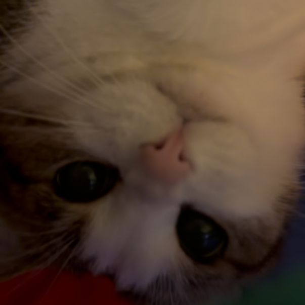 close up of cat