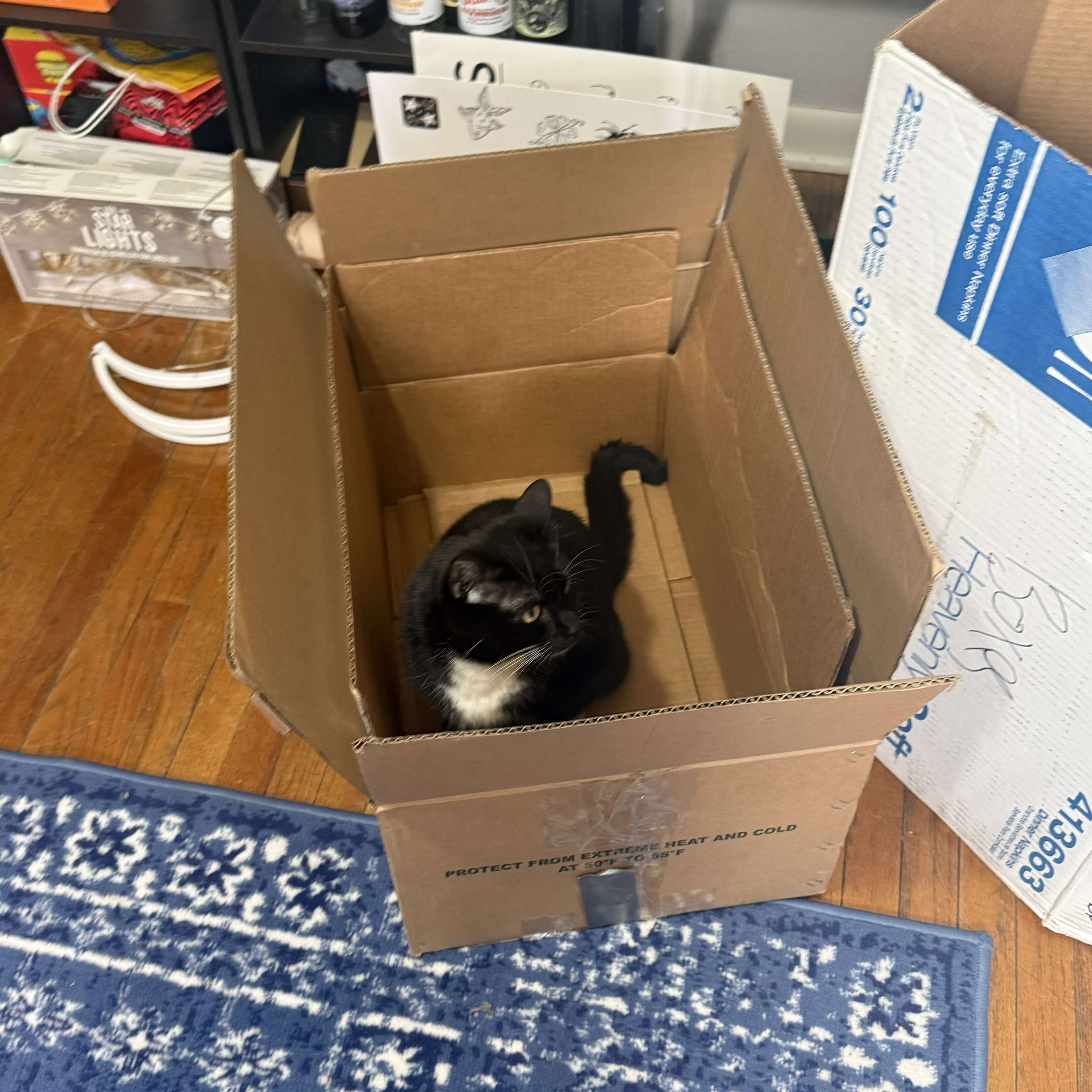 cat in a box