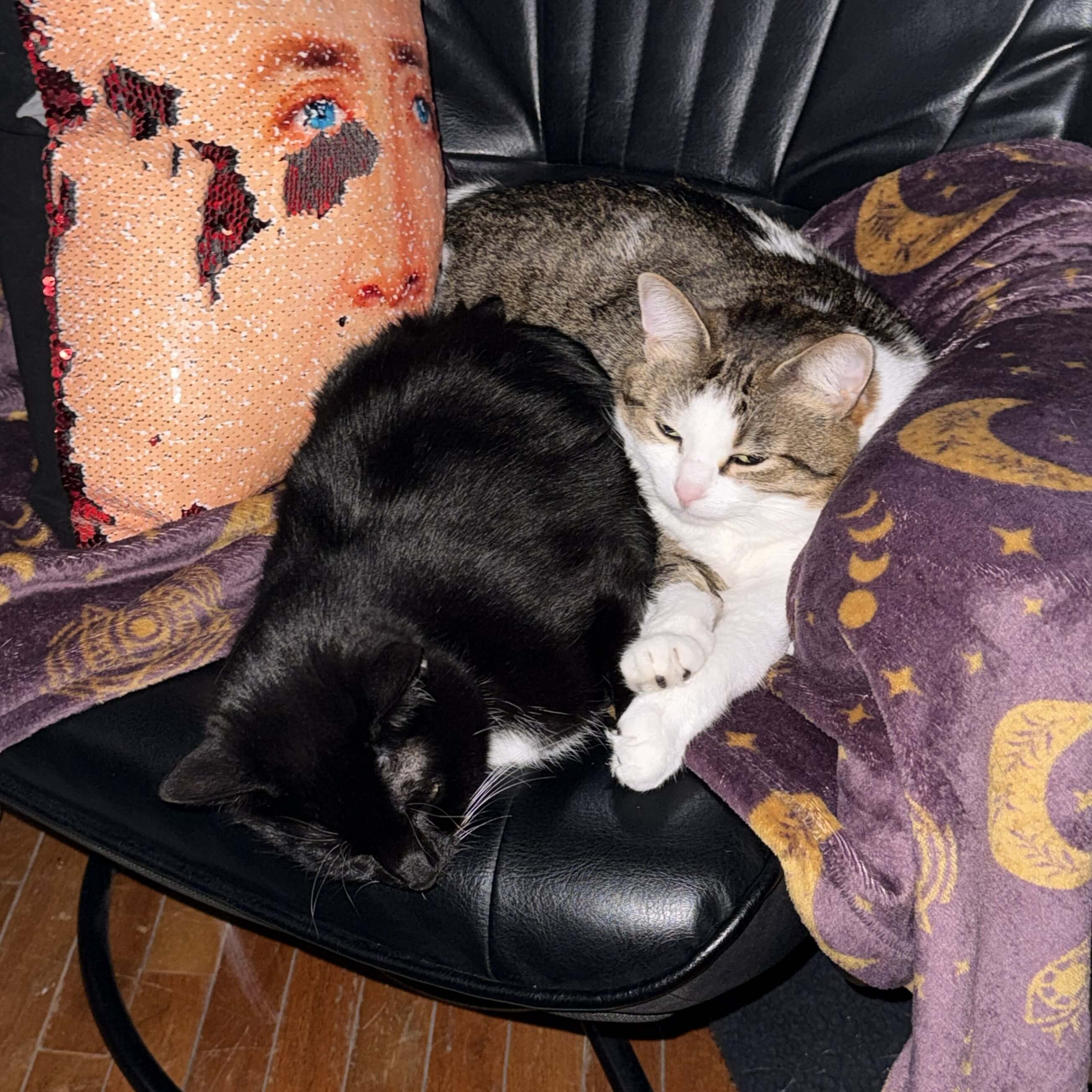 two cats on a chair