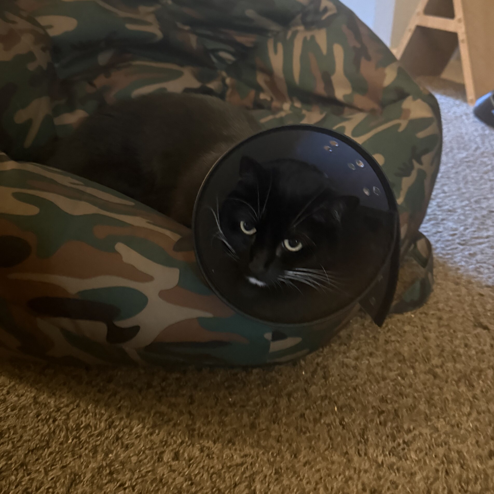 cat with a cone on