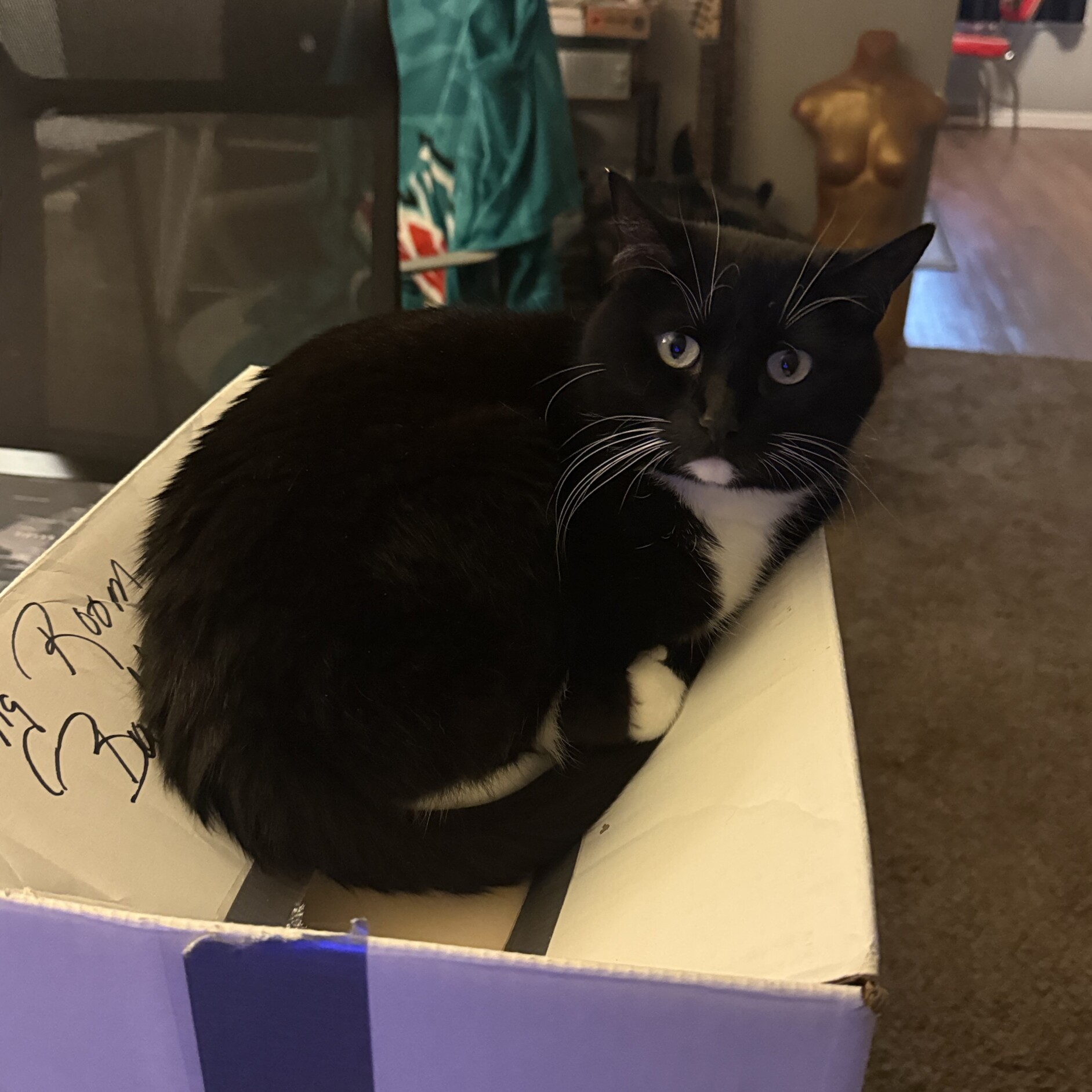 cat sitting on caved in box